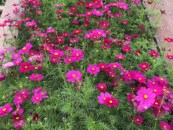 滁州鲜花花艺-移树修枝